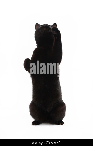 Schwarze Katze auf Hinterbeine mit Pfoten in die Luft, Studio gedreht mit weißem Hintergrund Stockfoto