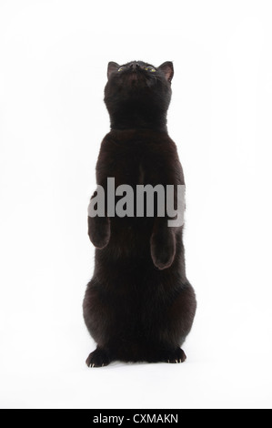 Schwarze Katze auf Hinterbeine mit Pfoten in die Luft, Studio gedreht mit weißem Hintergrund Stockfoto