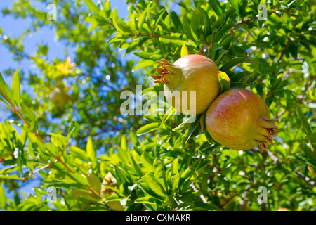 Granatapfel Früchte auf dem Baum mit grünen Blättern Stockfoto