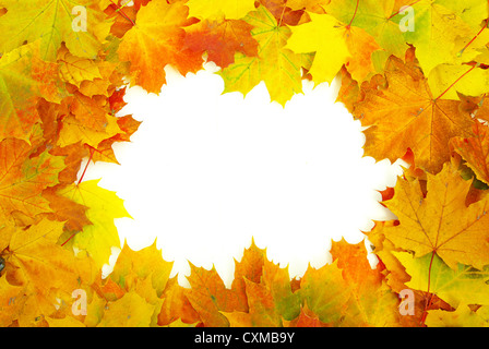 Rahmen mit farbigen Herbst Ahornblätter - weißen Hintergrund Stockfoto