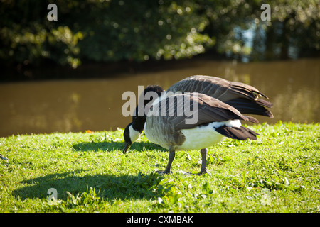 Die Kanadagans (Branta Canadensis) ist eine wilde Gans mit einem schwarzen Kopf und Hals, weiße Flecken auf dem Gesicht und einer bräunlich-grau Stockfoto