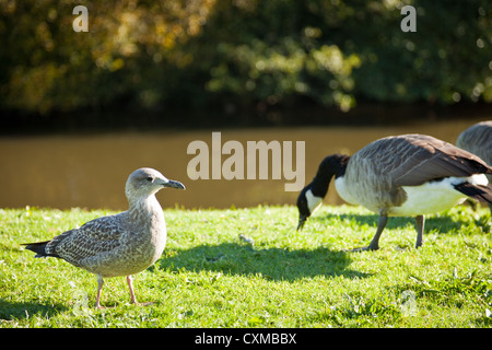 Die Kanadagans (Branta Canadensis) ist eine wilde Gans mit einem schwarzen Kopf und Hals, weiße Flecken auf dem Gesicht und einer bräunlich-grau Stockfoto