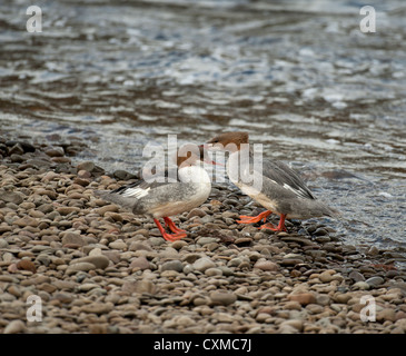 Prototyp vom Rand des Flusses Nith, Dumfries trocken zu halten.  SCO 8594. Stockfoto