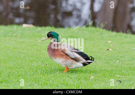 Männliche Stockente auf dem Rasen in der Nähe eines Flusses Stockfoto