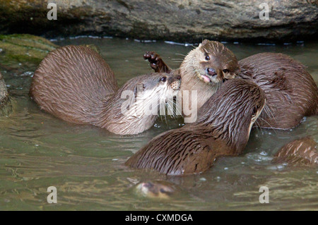 Weibliche asiatische kurze Krallen Otter Stockfoto