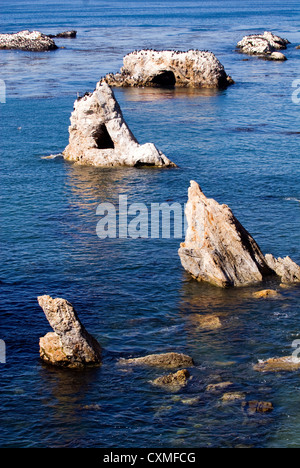 Pelikane ruht auf den Felsen am Pismo Beach Kalifornien Stockfoto