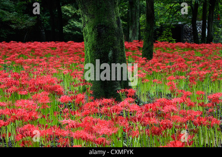 Rote Spinne Lilie im Wald von Kintchakuda Saitama Japan Stockfoto