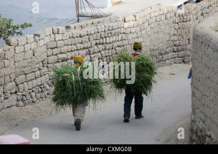 Leh, Bauern tragen nach Hause Ernte, Jammu und Kaschmir, Indien Stockfoto