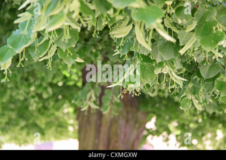 Blätter einer großen alten Linde im Monat Mai Stockfoto