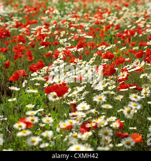 Bereich der Mohn und Gänseblümchen Stockfoto