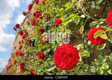 Rosen auf alten Mauer auf Schloss Johannisberg im Rheingau, Hessen, Deutschland Stockfoto