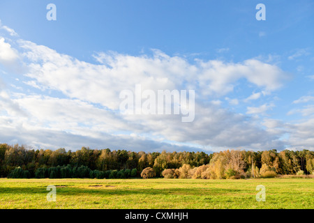 blauer Himmel und weiße Wolken über dem grünen Rasen im herbstlichen Wald Stockfoto