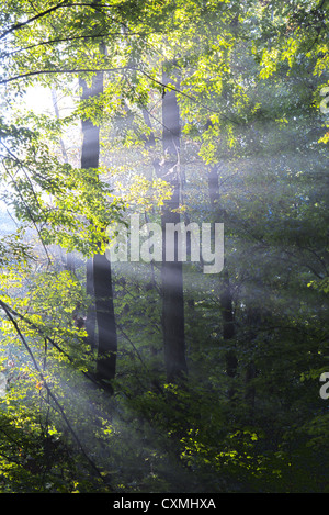 Herbstmorgen im grünen Wald. HDR-Aufnahme Stockfoto