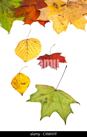 getrocknete Birke Espe Ahorn und viele Herbstblätter isoliert auf weißem Hintergrund Stockfoto