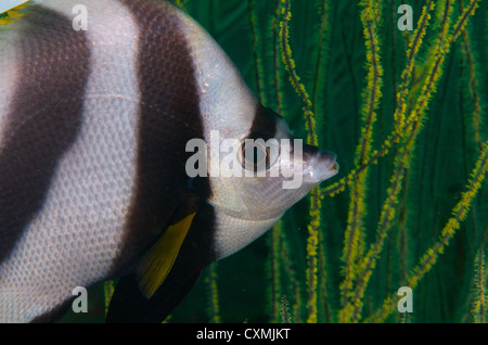 Longfin Bannerfish / Wimpel Coral fish (Heniochus Acuminatus) Closeup Portrait mit gelben Weichkorallen im Hintergrund. Musandam Stockfoto