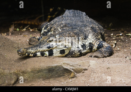 Krokodil auf Sand in der Nähe von Wasser Stockfoto