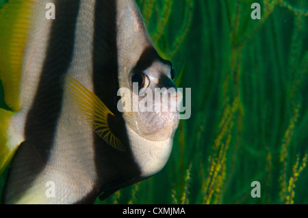 Longfin Bannerfish / Wimpel Coral fish (Heniochus Acuminatus) Closeup Portrait mit gelben Weichkorallen im Hintergrund. Musandam P Stockfoto