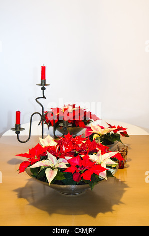 Weihnachten-Anlage, Weihnachtsstern oder Euphorbia Pulcherrima als Dekoration auf einem Tisch im Dezember - vertikales Bild Stockfoto