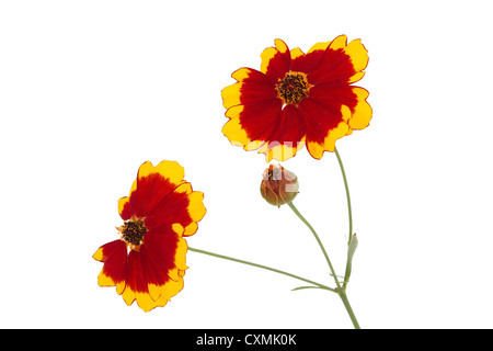 Blumen von Coreopsis (Lat. Coreopsis Drummondii), isoliert auf weißem Hintergrund Stockfoto