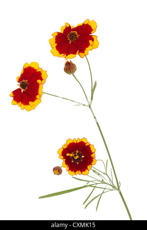 Blumen von Coreopsis (Lat. Coreopsis Drummondii), isoliert auf weißem Hintergrund Stockfoto