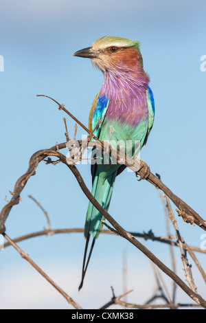 Nahaufnahme von einem Lilac-breasted Roller (Coracias Caudatus) thront auf einem Zweig, Okavangodelta, Botswana Stockfoto