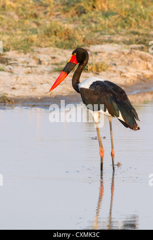 Sattel – abgerechnet Stork (Nahrung Senegalensis) auf der Suche nach Fisch im Okavangodelta, Botswana Stockfoto