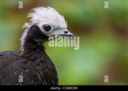 Nahaufnahme von einem südlichen Screamer (Chauna Torquata) gegen Weichzeichner-grünes Laub Stockfoto