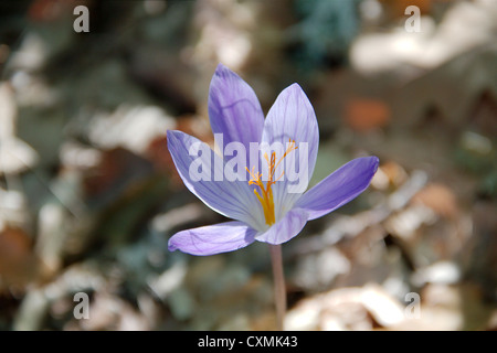 Blüten der Herbstzeitlose (Lat. Colchicum Autumnale) Stockfoto