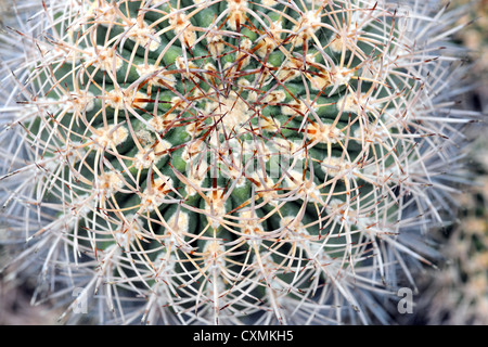 Makro-Ansicht der Barrel Cactus von oben Stockfoto