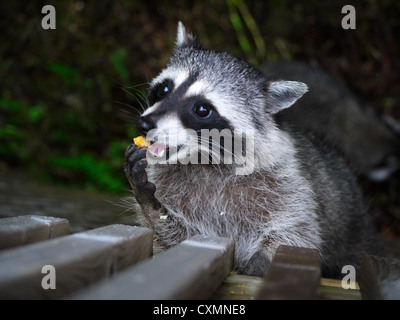 Waschbär, Klettern bis zum Deck, einen Bissen Nahrung bekommen Stockfoto