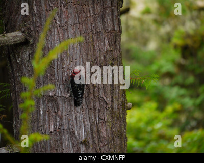 Rote Leitung Specht am Baum Stockfoto