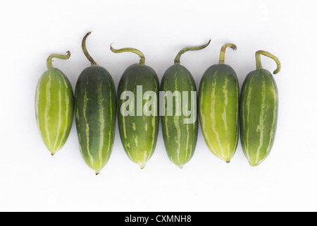 Coccinia Grandis. Ivy Kürbisse auf weißem Hintergrund Stockfoto