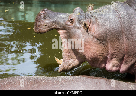 Flusspferd (hippopotamus amphibius) in Wasser mit offenem Mund, Seitenansicht. Stockfoto