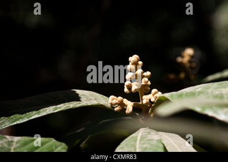 Knospen des Baumes Loquat, auch bekannt als japanische Pflaume oder canescens Japonica Stockfoto