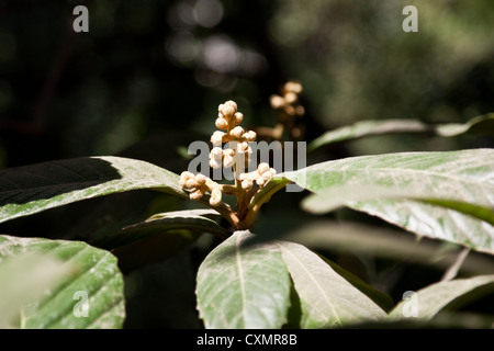 Knospen des Baumes Loquat, auch bekannt als japanische Pflaume oder canescens Japonica Stockfoto