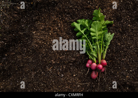 Eine Handvoll schöner, organisch gewachsen, frisch gepflückten rosa Schönheit Radieschen. Stockfoto