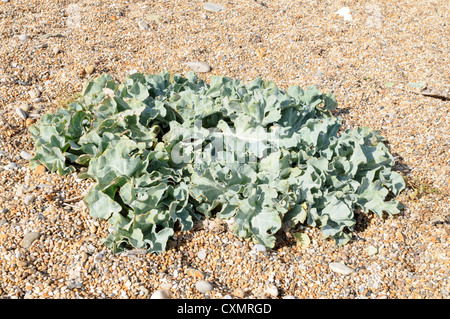 Meerkohl Crambe Maritima wachsen auf Schindel Chesil Beach Dorset Englad UK GB Stockfoto