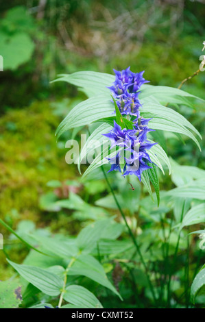 Alpinen Wildblumen, fotografiert in Österreich, Tirol Stockfoto