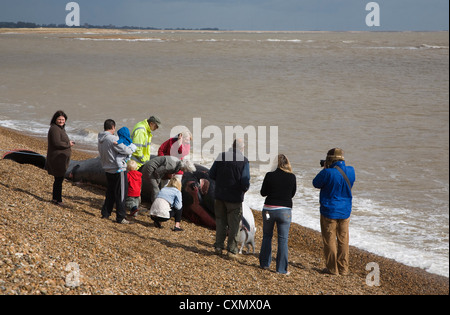 Finnwal Balaenoptera Physalus, angespült tot Shingle Street, Suffolk, England fotografiert am 4. Oktober 2012 Stockfoto