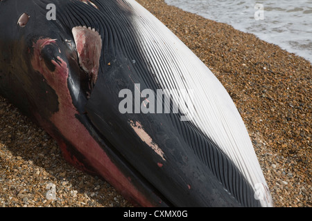 Finnwal Balaenoptera Physalus, angespült tot Shingle Street, Suffolk, England fotografiert am 4. Oktober 2012 Stockfoto