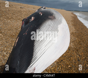 Finnwal Balaenoptera Physalus, angespült tot Shingle Street, Suffolk, England fotografiert am 4. Oktober 2012 Stockfoto