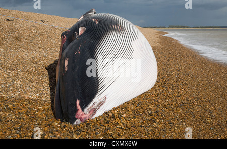 Finnwal Balaenoptera Physalus, angespült tot Shingle Street, Suffolk, England fotografiert am 4. Oktober 2012 Stockfoto