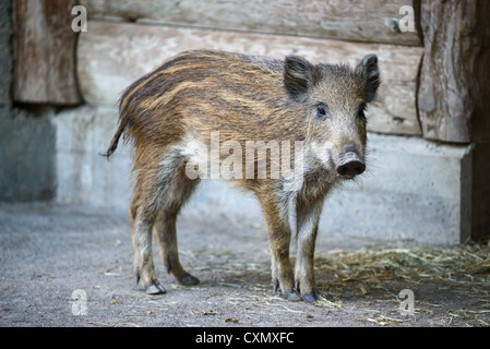 Junge Gefangene Wildschwein (Sus Scrofa lat.) Stockfoto