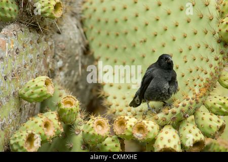 Ecuador, Galapagos, Plaza Süd. Kaktus Finch auf Giant Prickly Pear Cactus (endemisch: Opuntia Echios) Stockfoto