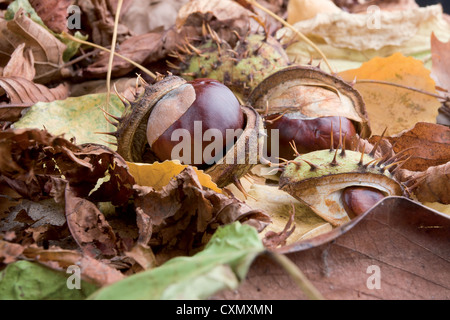 Kastanien im Herbst Stilleben Stockfoto