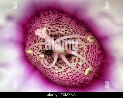 Nahaufnahme von Gloxinia Blume. Stockfoto