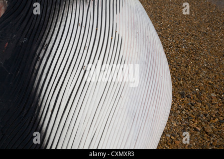 Finnwal Balaenoptera Physalus, angespült tot Shingle Street, Suffolk, England fotografiert am 4. Oktober 2012 Stockfoto
