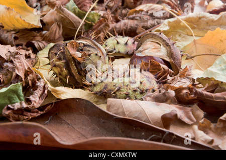 Kastanien im Herbst Stilleben Stockfoto