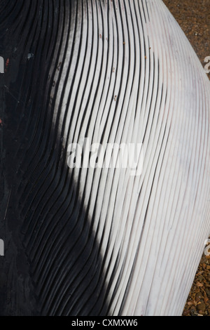 Finnwal Balaenoptera Physalus, angespült tot Shingle Street, Suffolk, England fotografiert am 4. Oktober 2012 Stockfoto