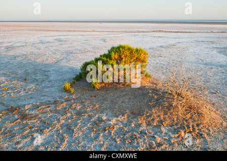 Salzbusch am Rande von Australiens größtem Salzsee Lake Eyre. Stockfoto